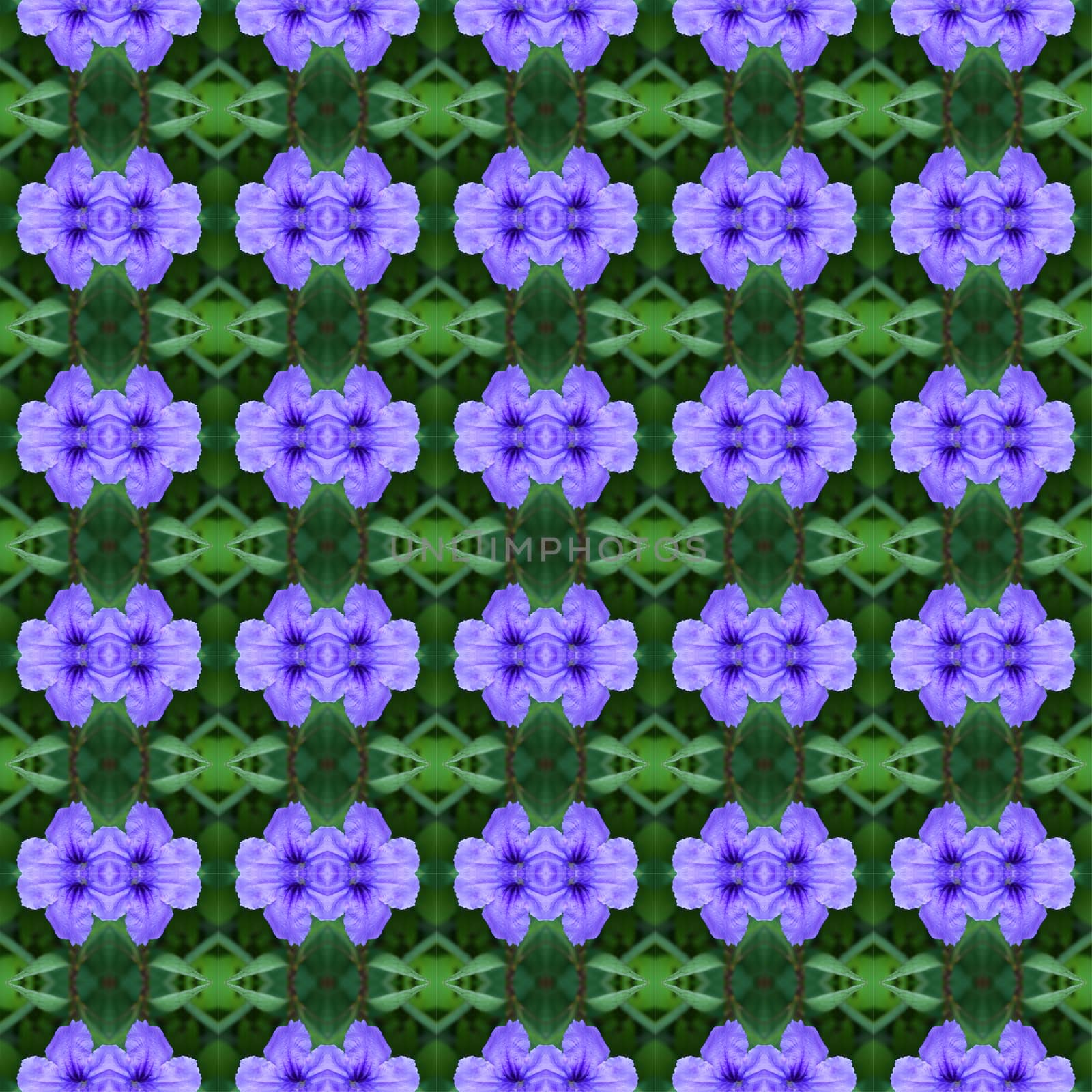 Ruellia tuberosa Linn, bright purple in full bloom seamless use as pattern and wallpaper.