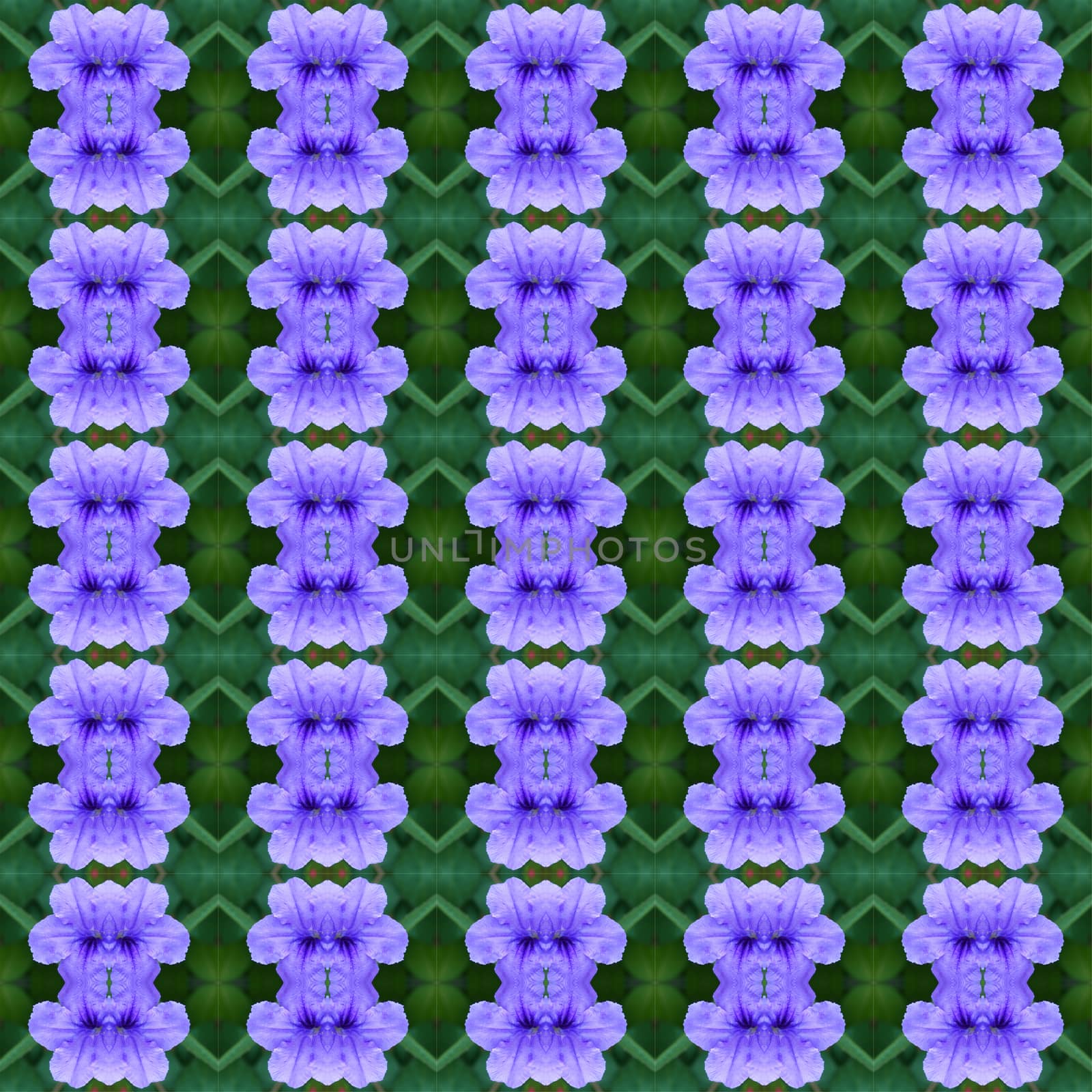 Ruellia tuberosa Linn, bright purple in full bloom seamless use as pattern and wallpaper.