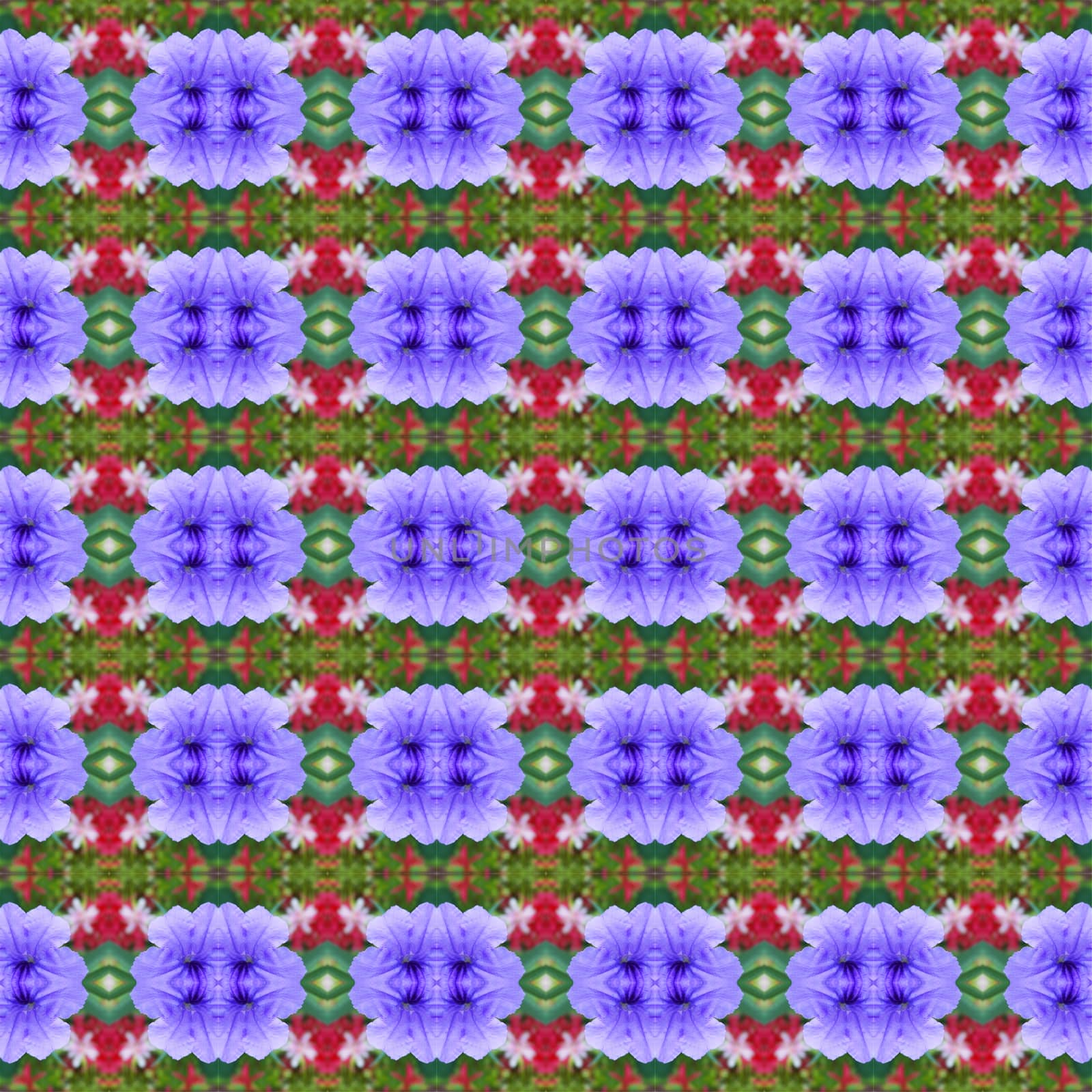 Ruellia tuberosa Linn, bright purple in full bloom seamless use as pattern and wallpaper.