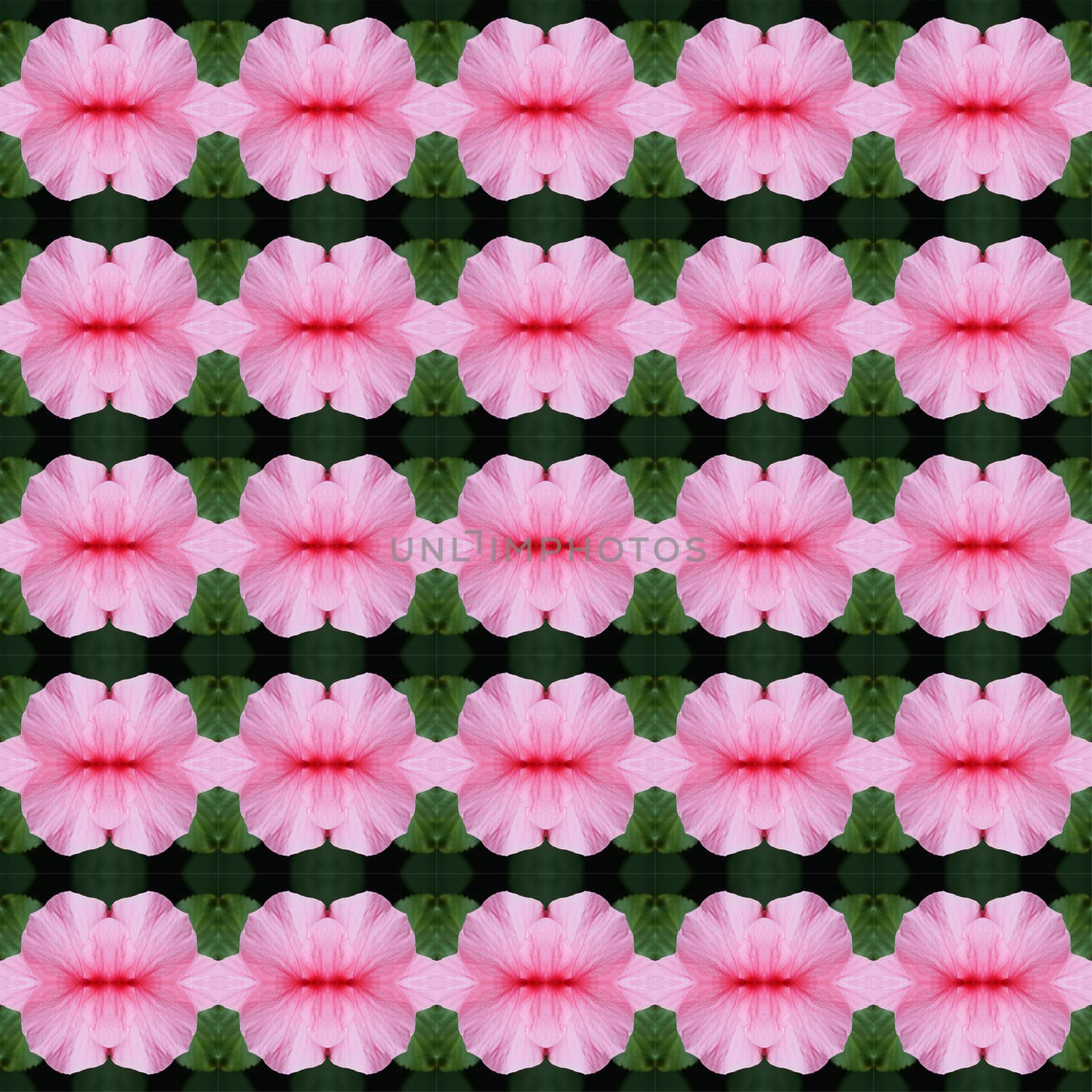 Pink hibiscus flower in full bloom seamless use as pattern and wallpaper.