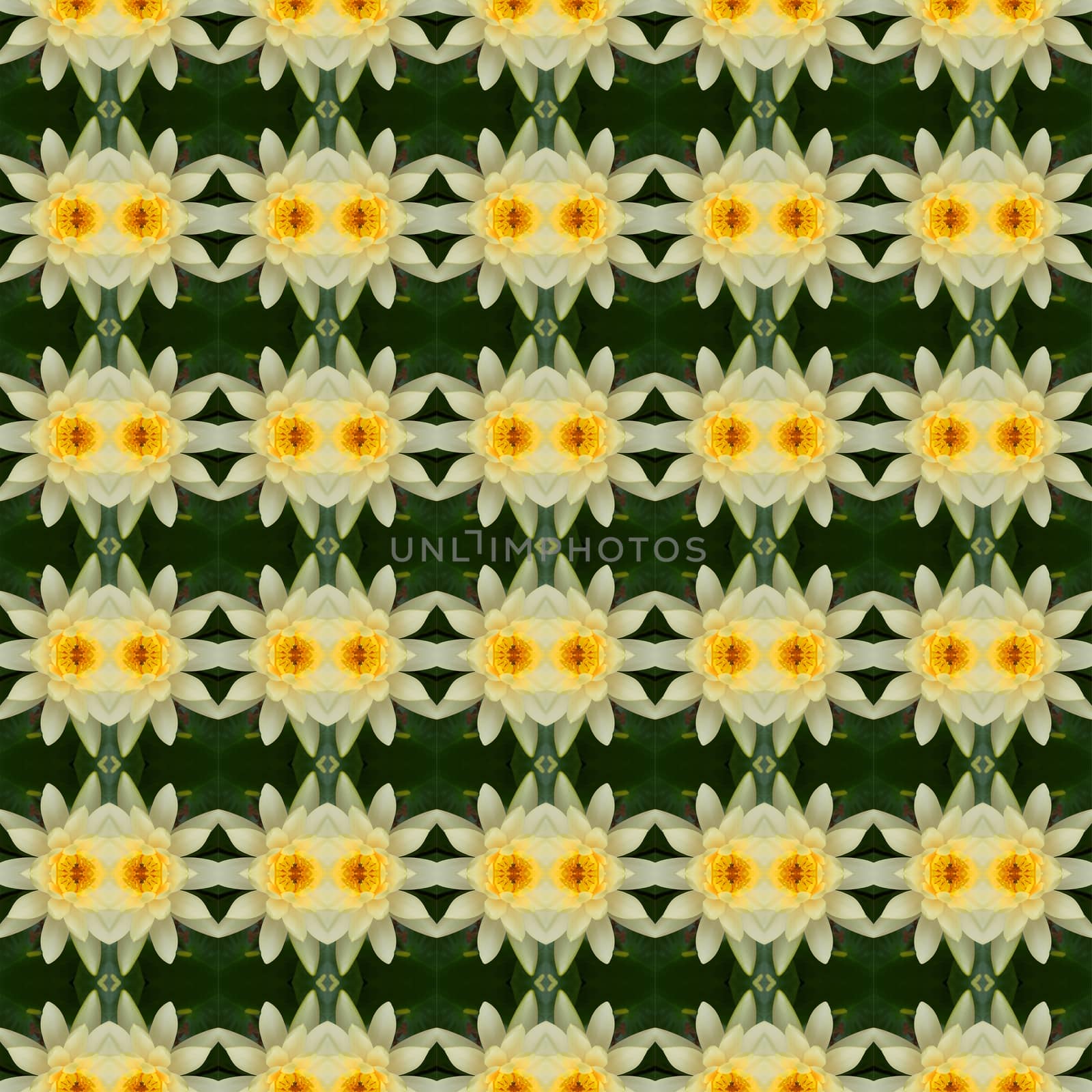 Yellow lotus in full bloom seamless use as pattern and wallpaper.