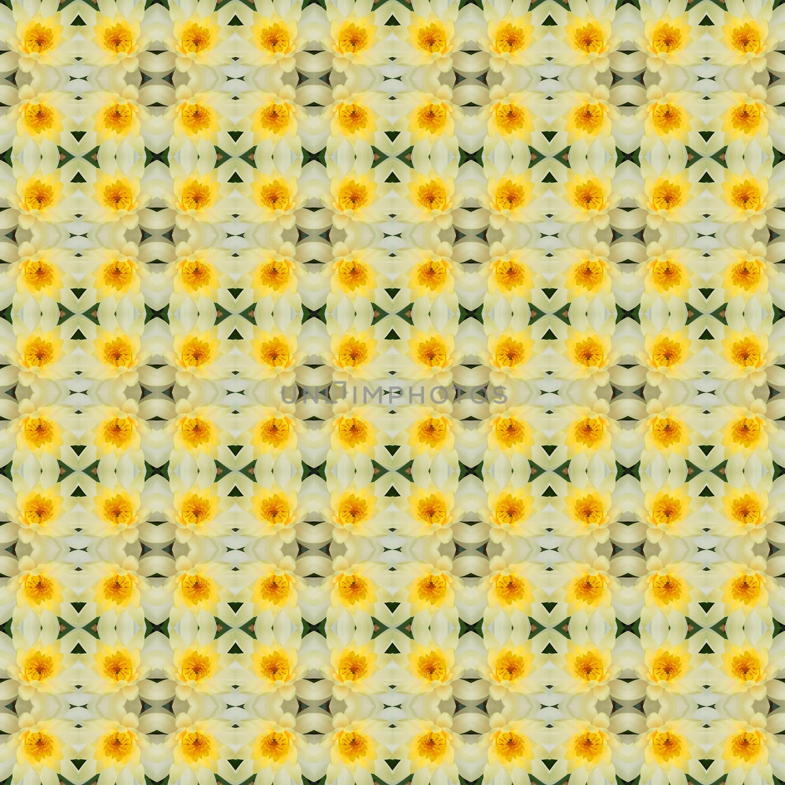 Yellow lotus in full bloom seamless use as pattern and wallpaper.