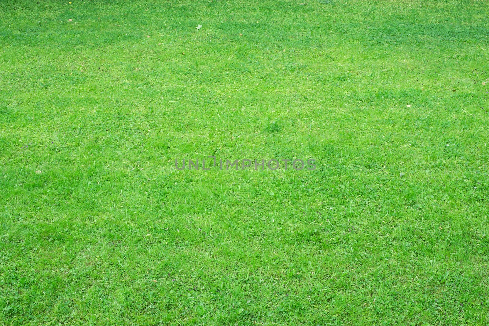 Grass with different plants, nature background. Close-up view