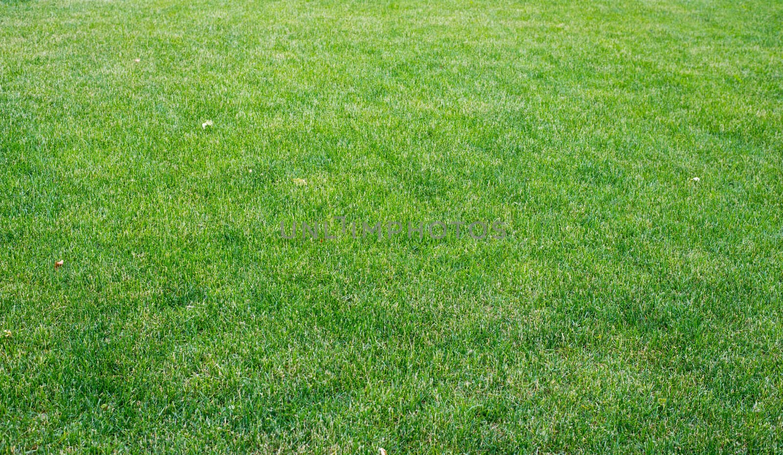 Green lawn with different plants, nature background. Close-up view