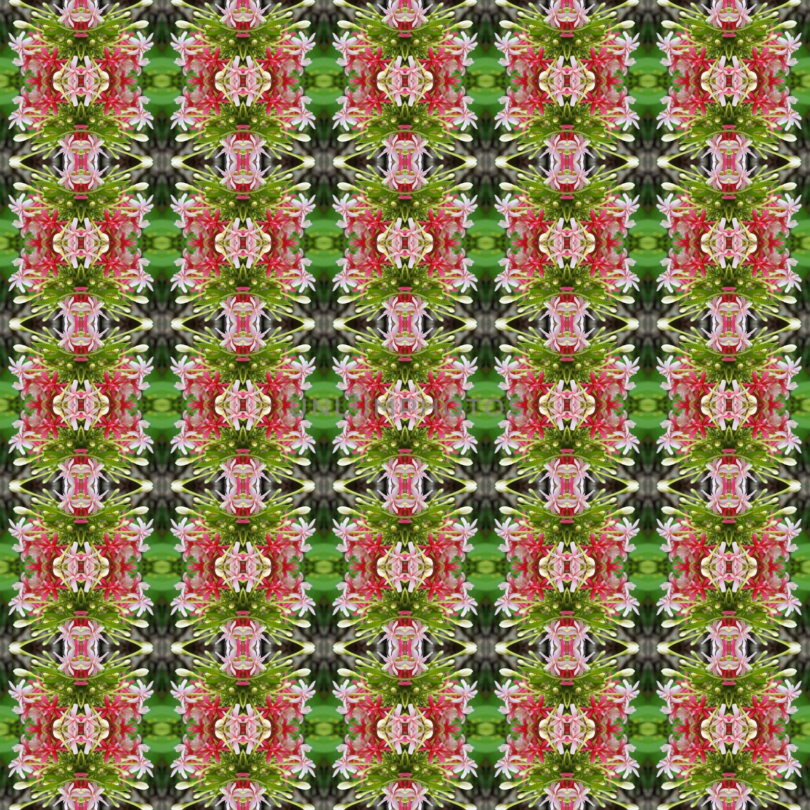 Pink Bouquet of Quisqualis Indica flower is ivy flower seamless use as pattern and wallpaper.
