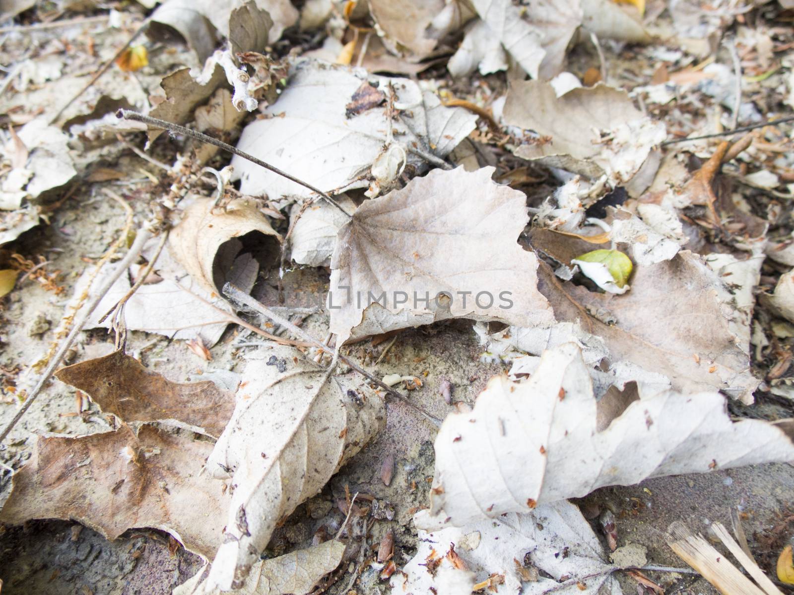 close up of grey leaves on park ground