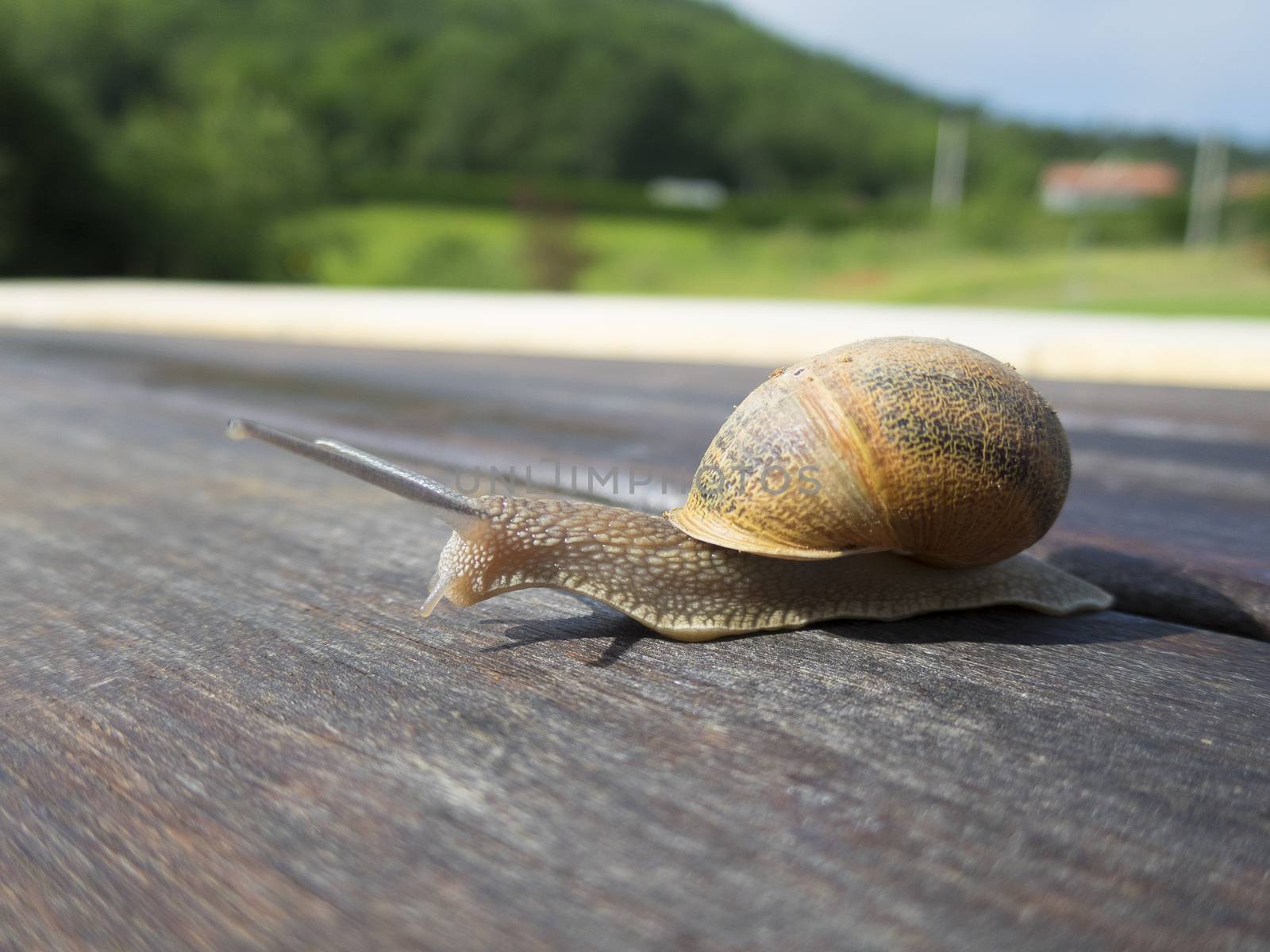 snail on brown dark wood in garden outdoor