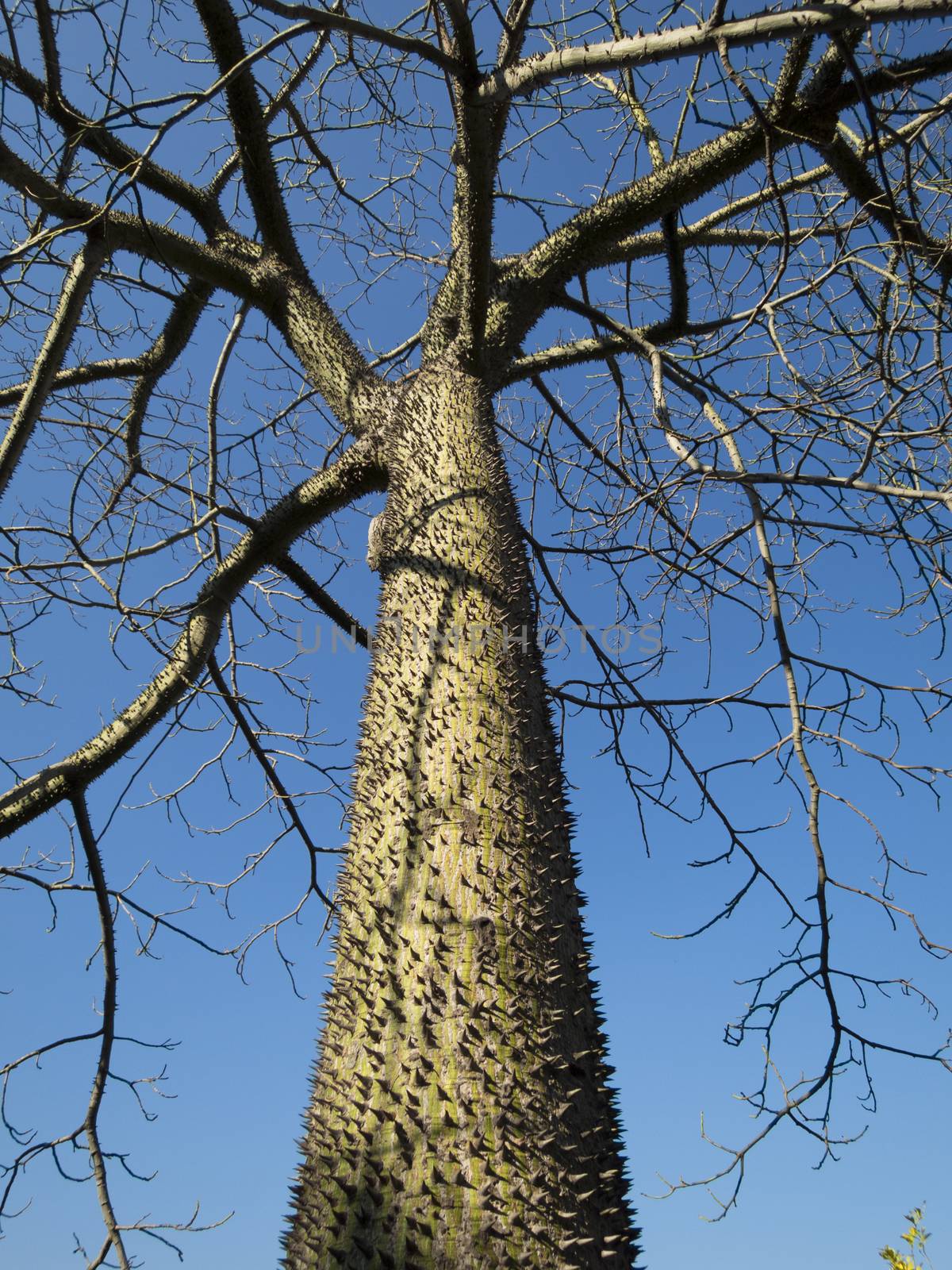 curious tree named Chorisia speciosa with spine trunk