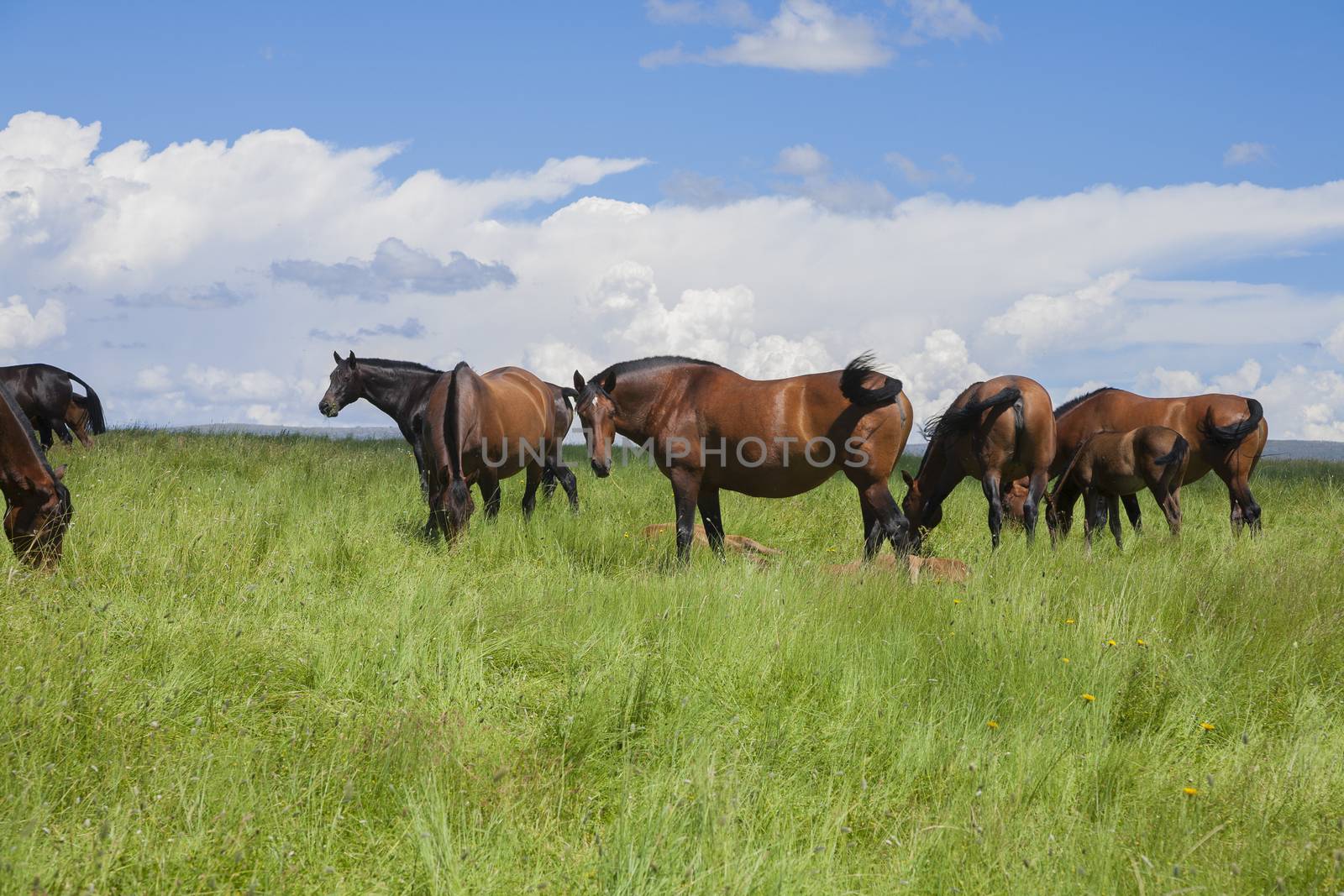 group of horses grazing in prairie by quintanilla