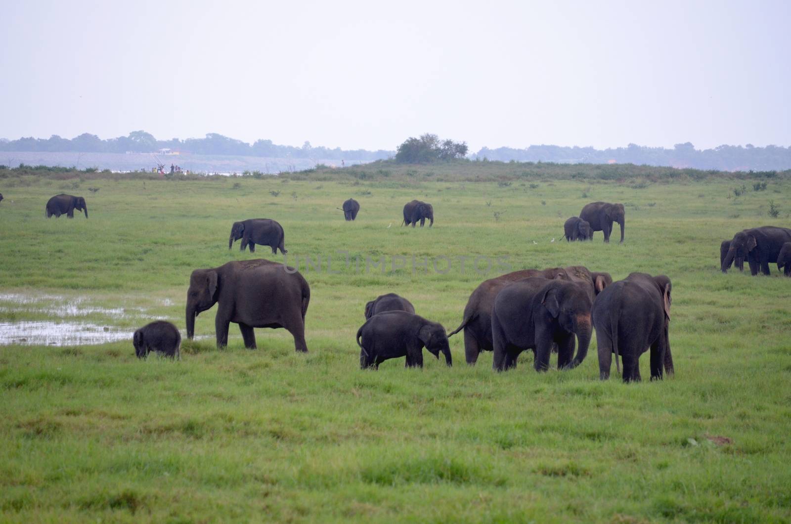 Elephants in the beautiful landscape by inguaribile