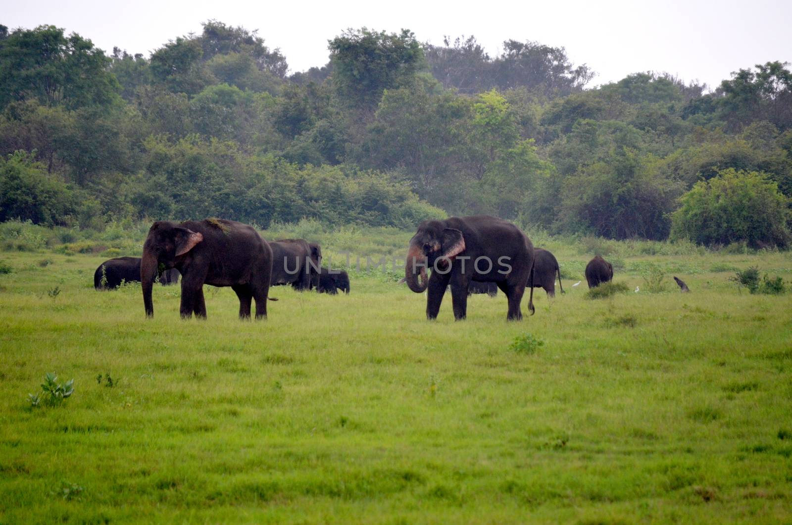 Elephants in the beautiful landscape by inguaribile