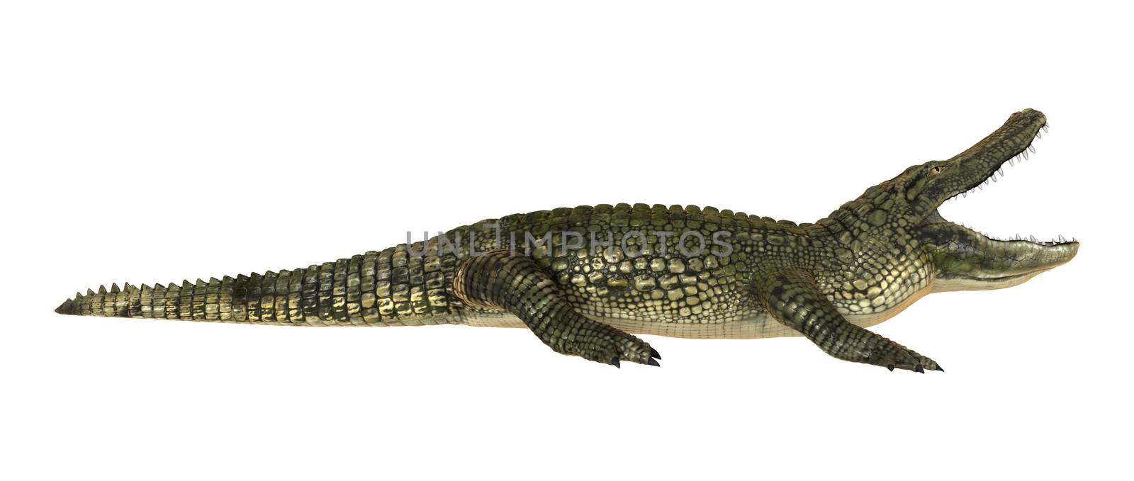 3D digital render of a American alligator isolated on white background