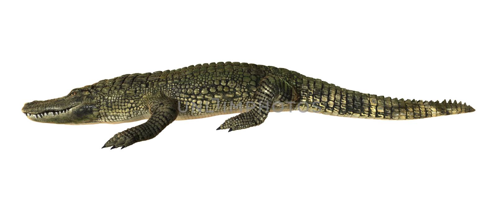 American Alligator by Vac