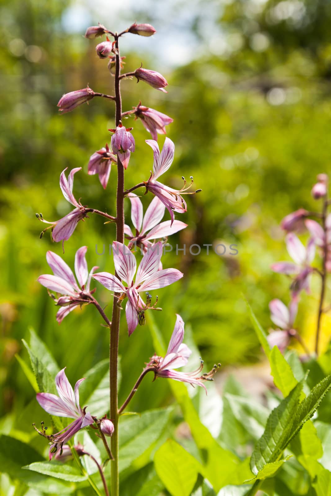 Pink flowers by sveter