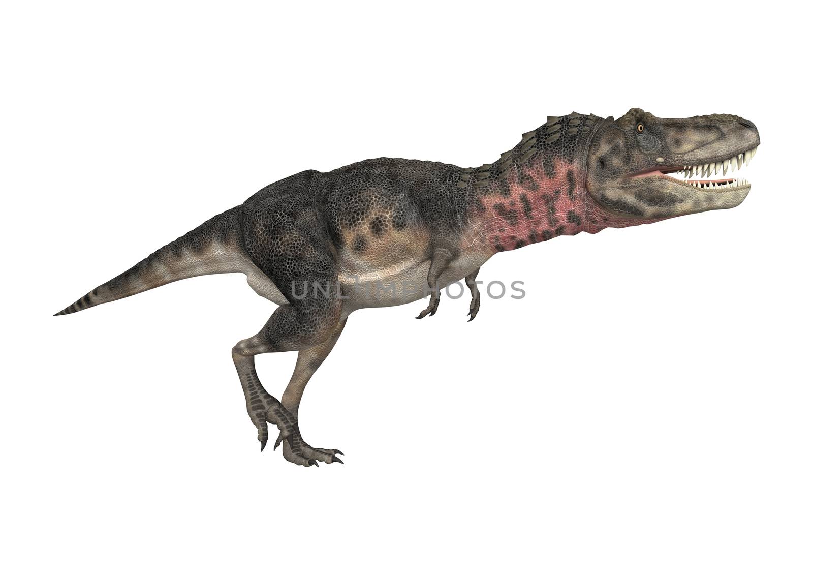 3D digital render of a dinosaur tarbosaurus walking isolated on white background