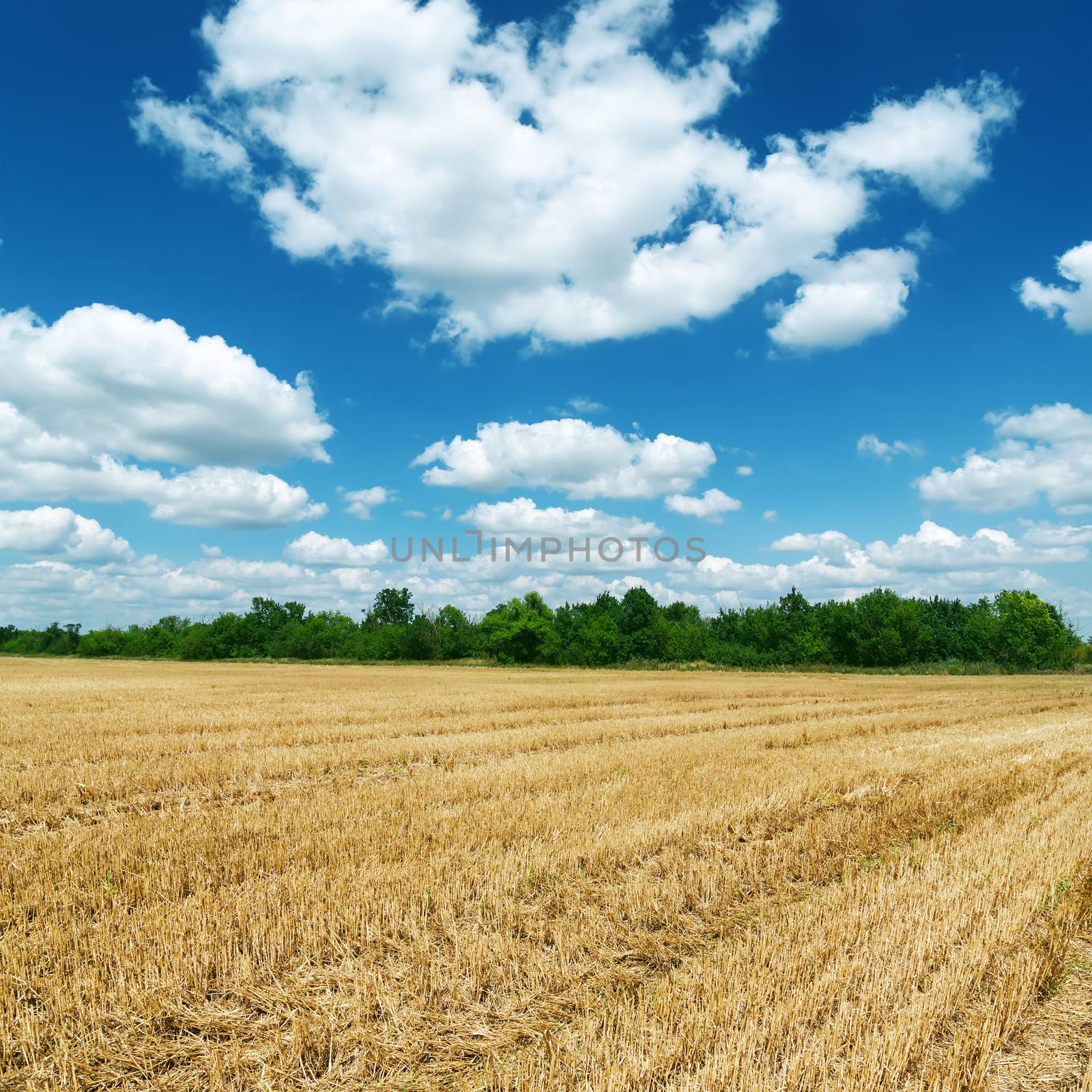 agricultural field after harvesting under deep blue sky with clouds