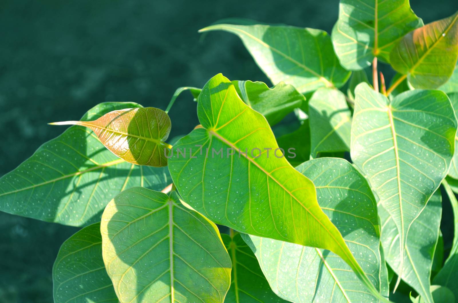 Close-Up Of green color Tree by Emdaduljs