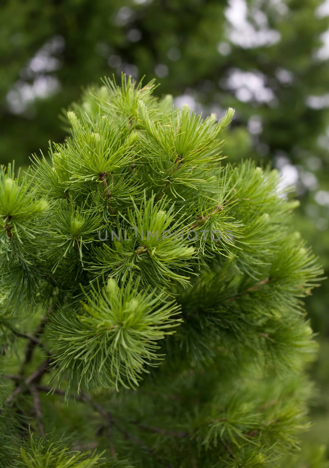 General view of the branches of pine tree needles with soft green with a blurred background