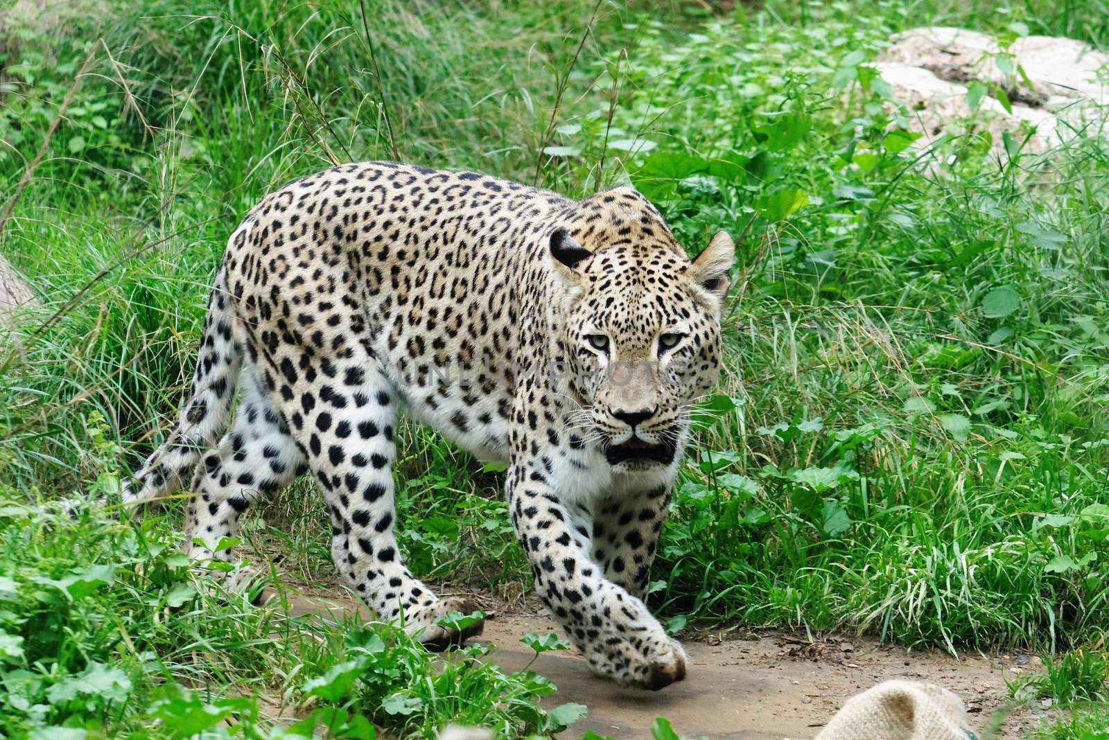 Snow leopard in zoo in summer