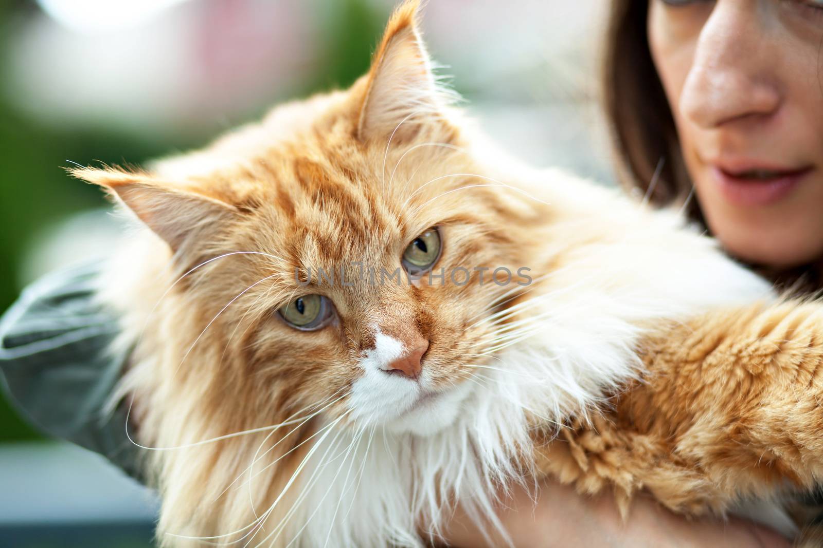 Maine Coon Cat Owner by graficallyminded