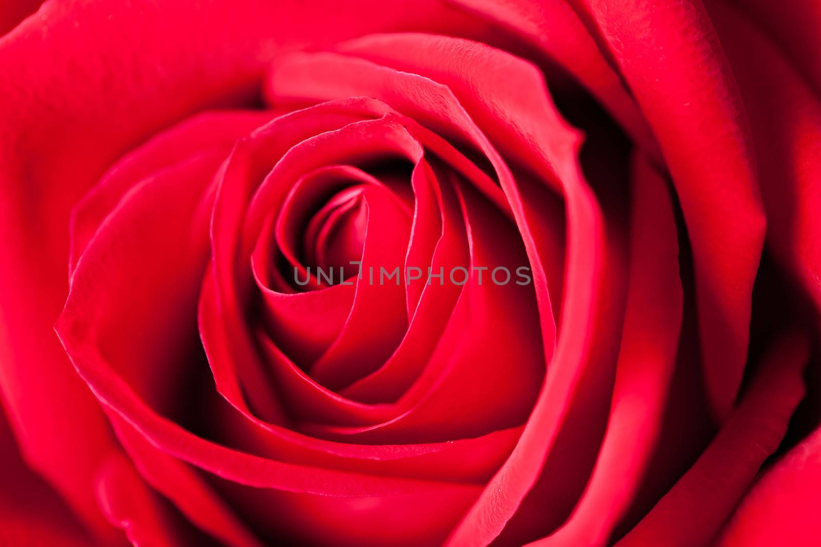 Red rose macro closeup showing the petals.  Shallow depth of field.