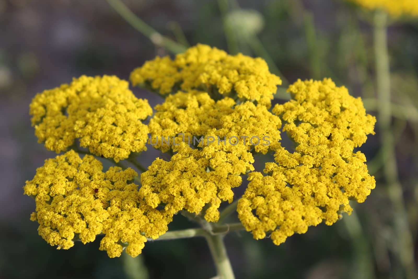 Close-up from a yarrow in the Summer.