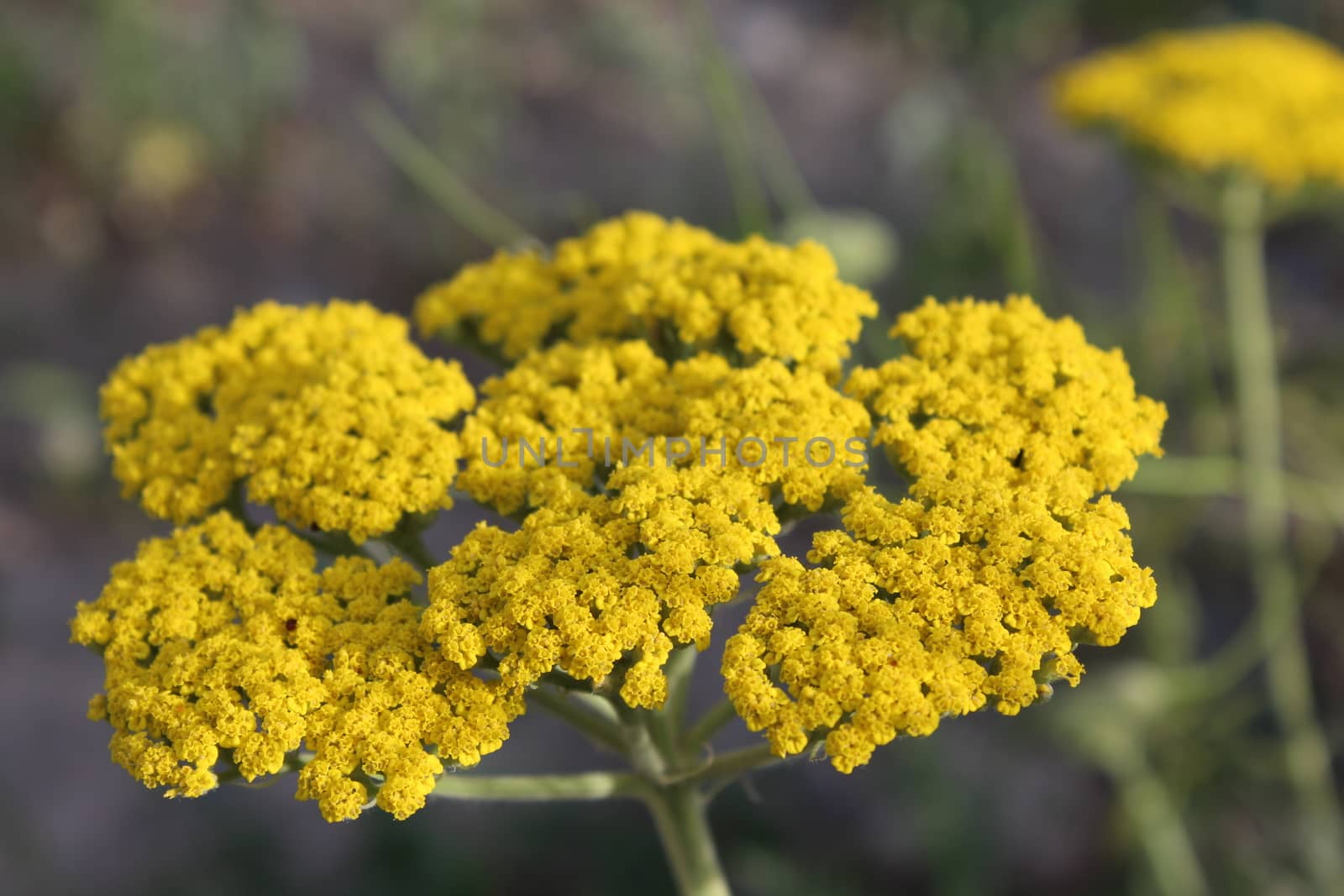 Close-up from a yarrow in the Summer.