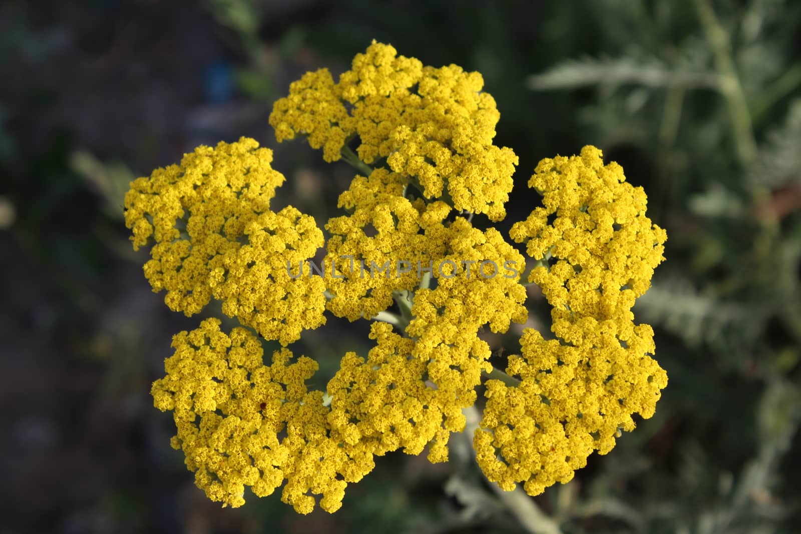 Yellow flowering yarrow (Achillea millefolium). by nurjan100