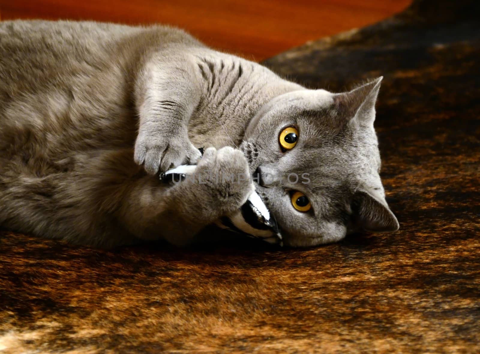 Portrait photo of a british blue cat playing with pillow. Taken in Germany.