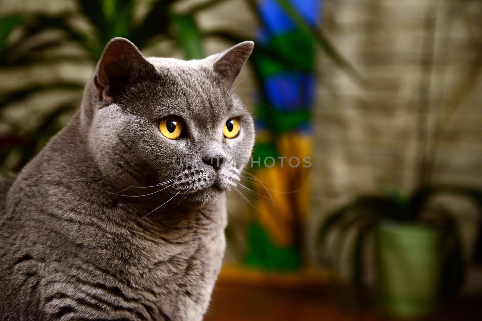 Portrait photo of a british blue cat with amber eyes. Taken in Germany.