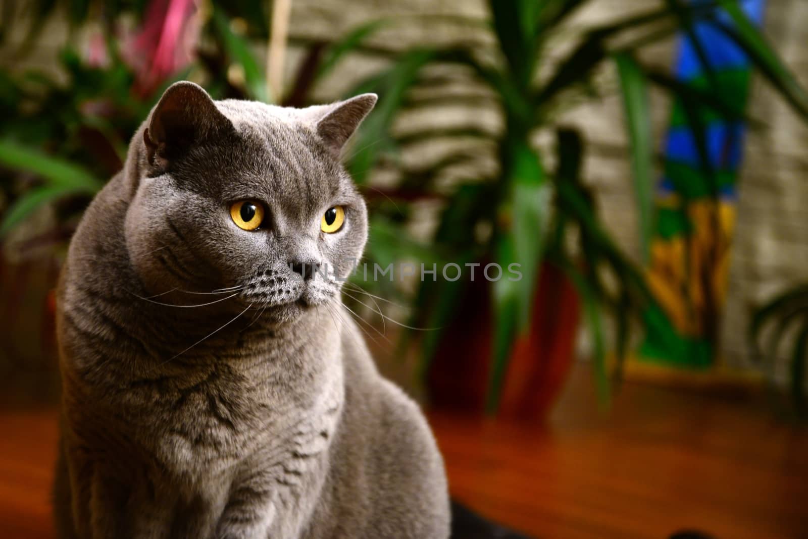 Portrait photo of a british blue cat with amber eyes. Taken in Germany.