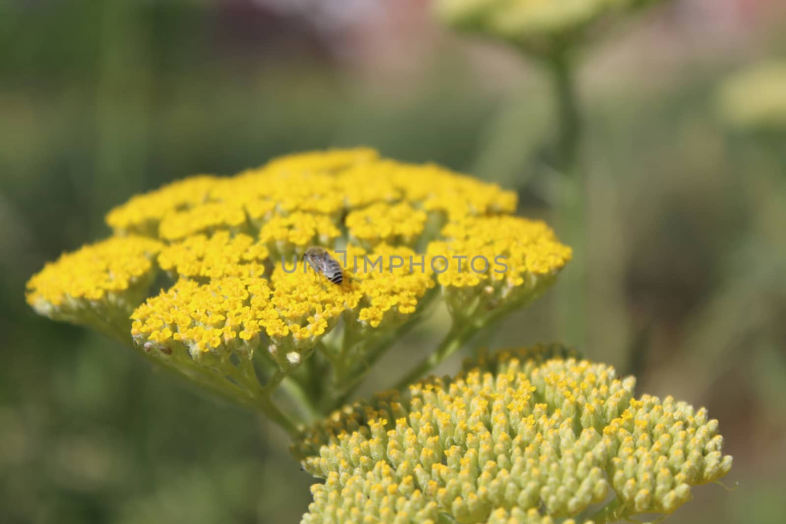 Close-up from a yarrow in the Summer.