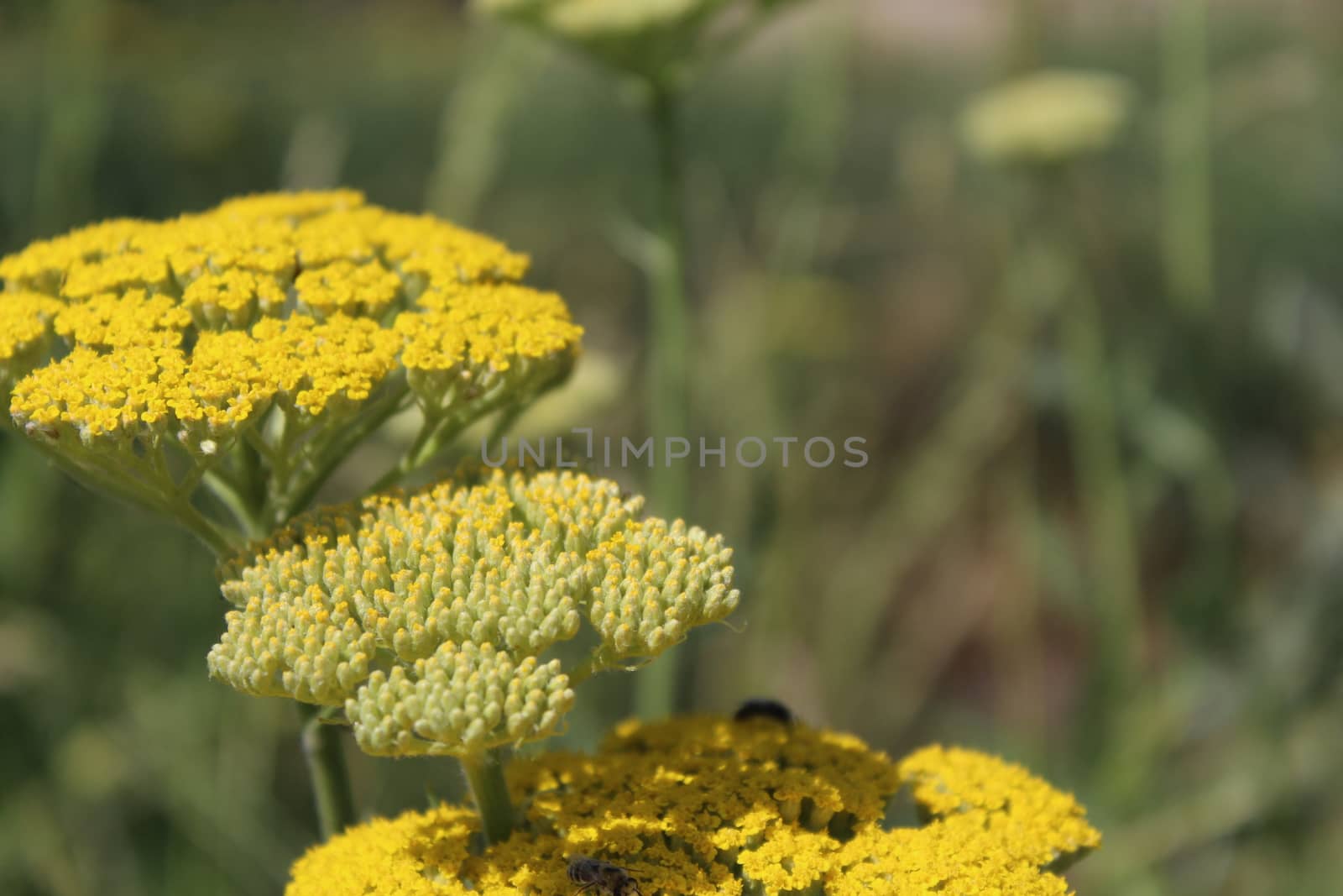 Yellow flowering yarrow (Achillea millefolium). by nurjan100