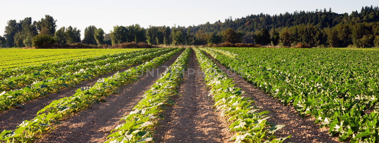 Planted Rows Herb Farm Agricultural Field Plant Crop by ChrisBoswell
