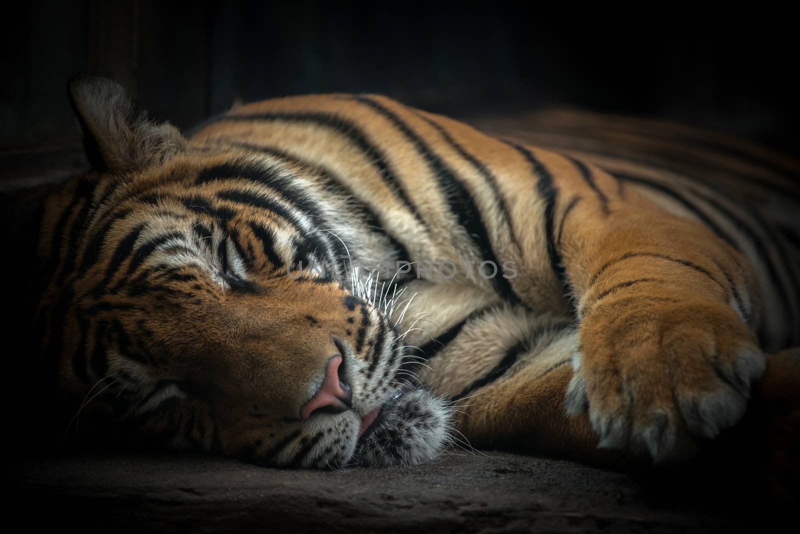 bengal tiger sleeping by anankkml