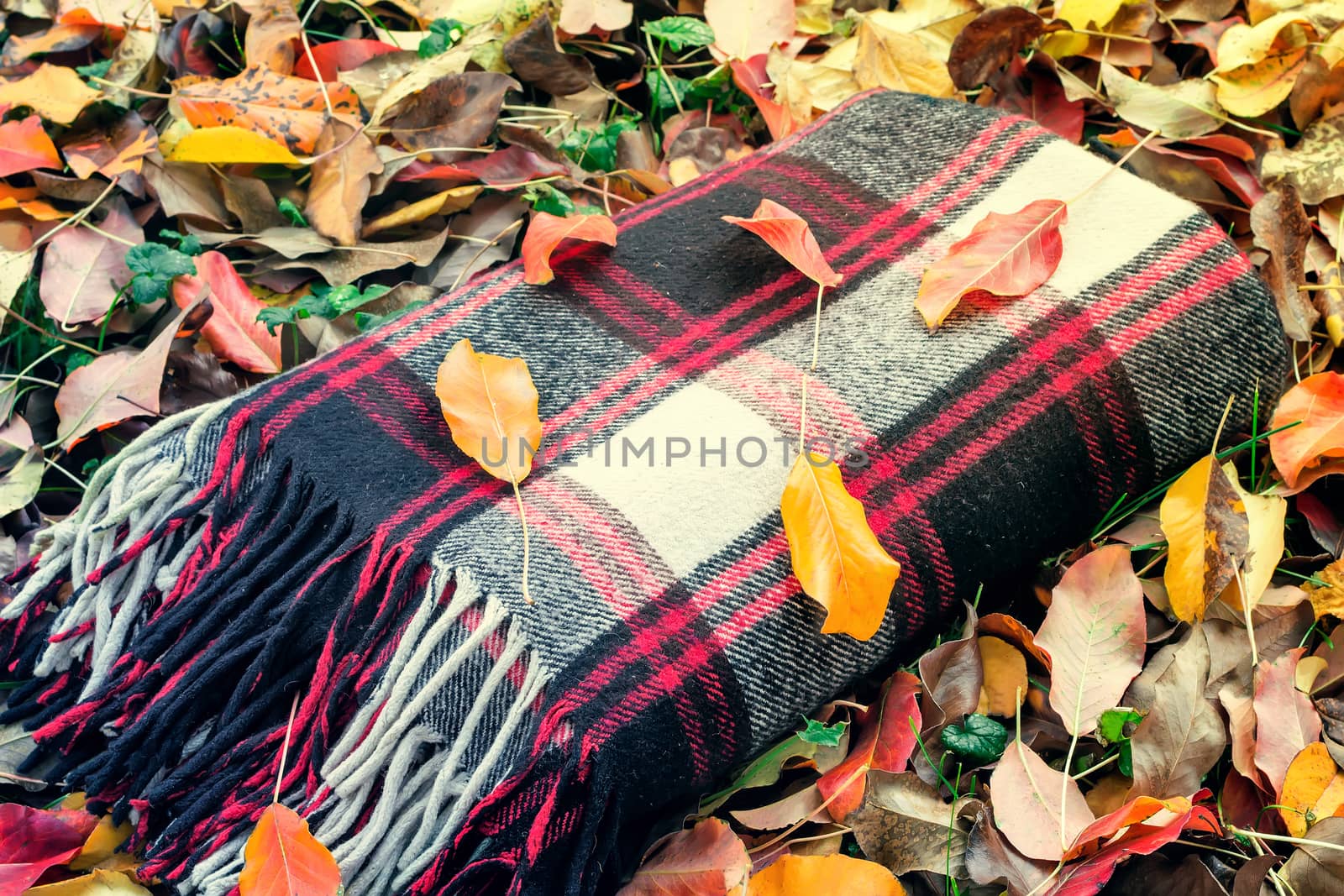 On the ground among the grass and fallen leaves is a warm plaid blanket, prepared to stay during the picnic.