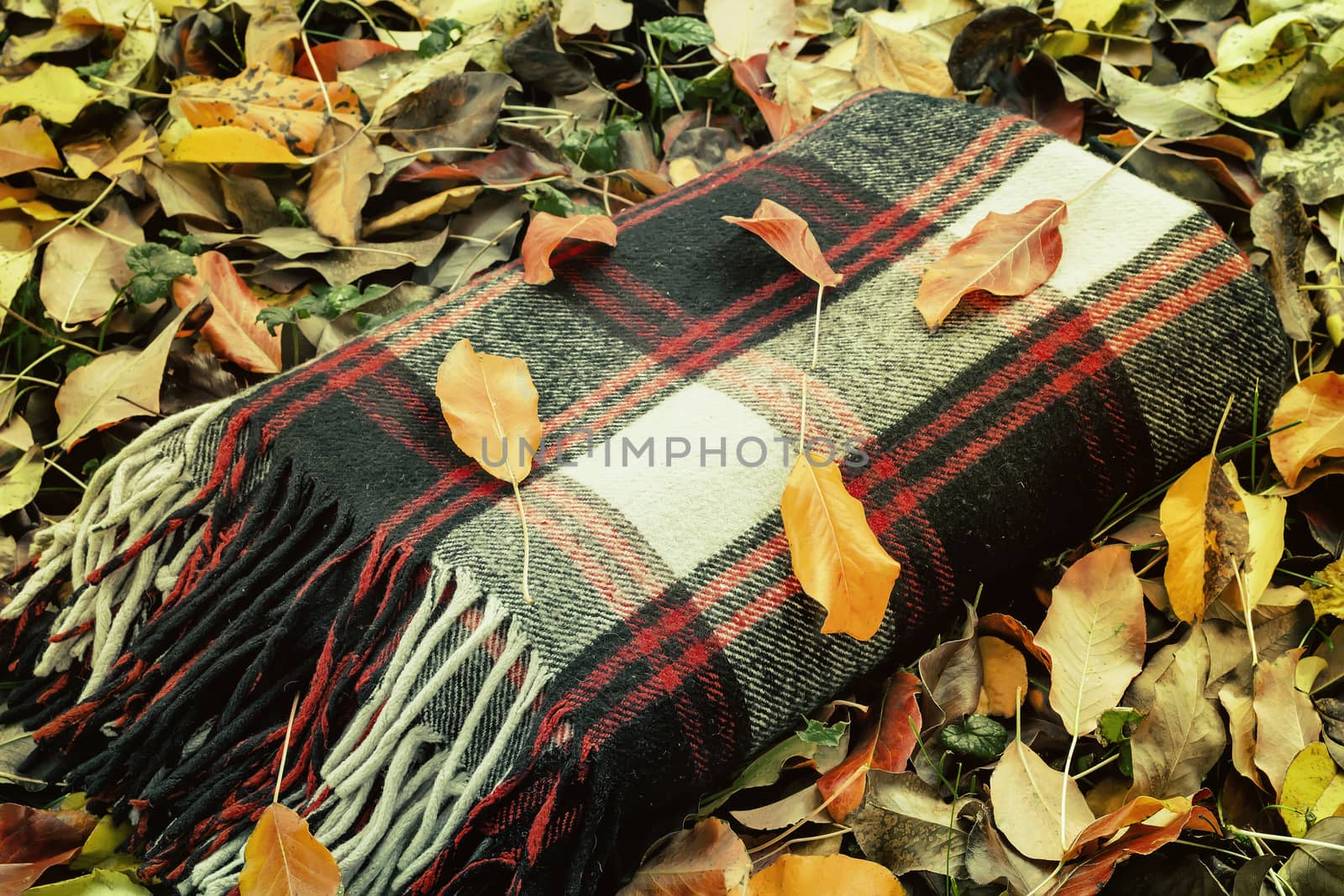 On the ground among the grass and fallen leaves is a warm plaid blanket, prepared to stay during the picnic.
