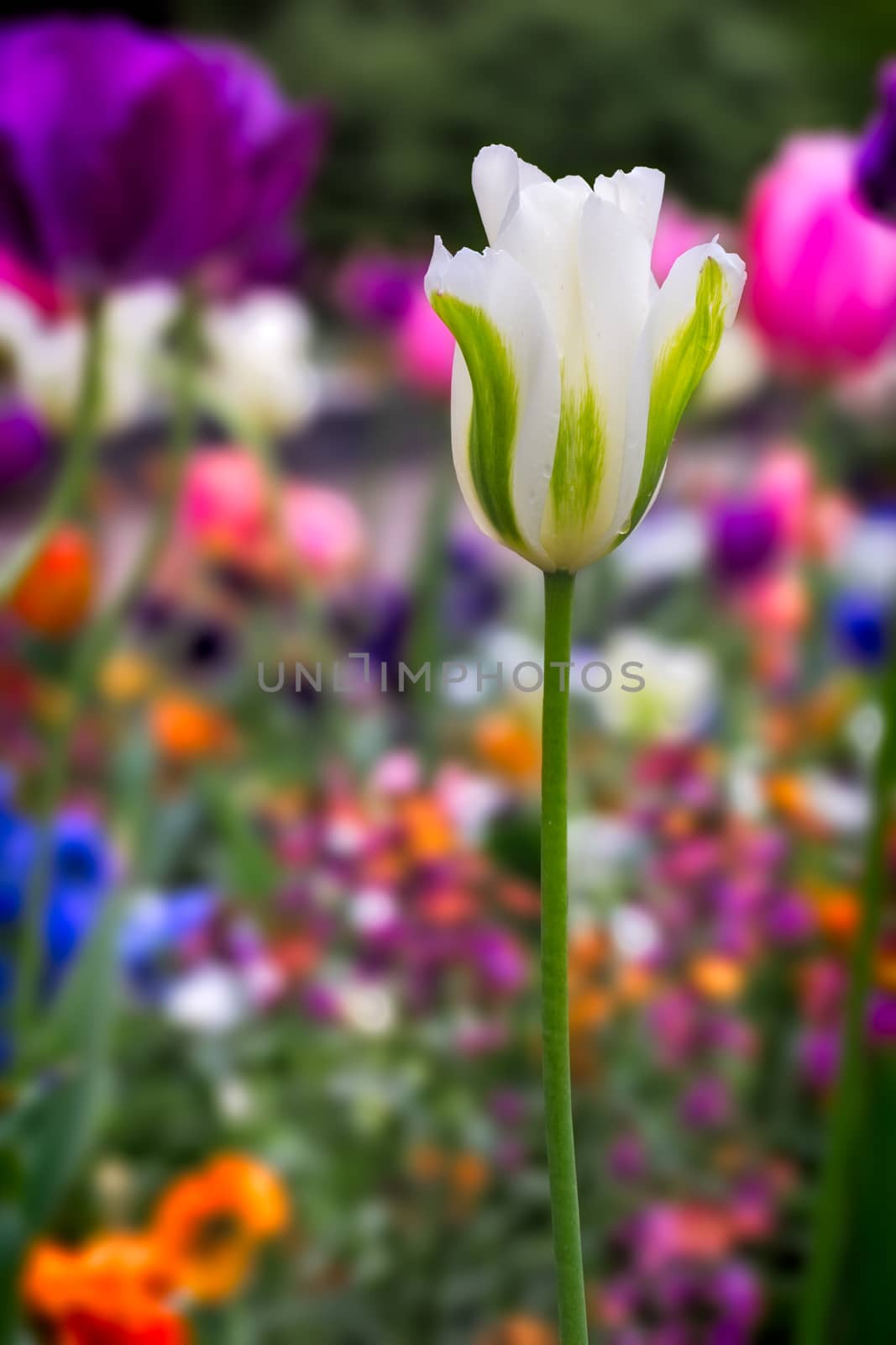 Colorful spring flower with tulip (lat. Tulipa) by fisfra