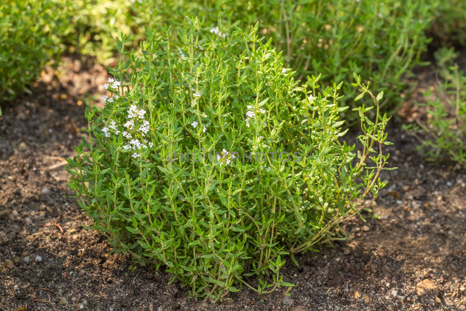 Blooming Common Thyme (Thymus vulgaris)