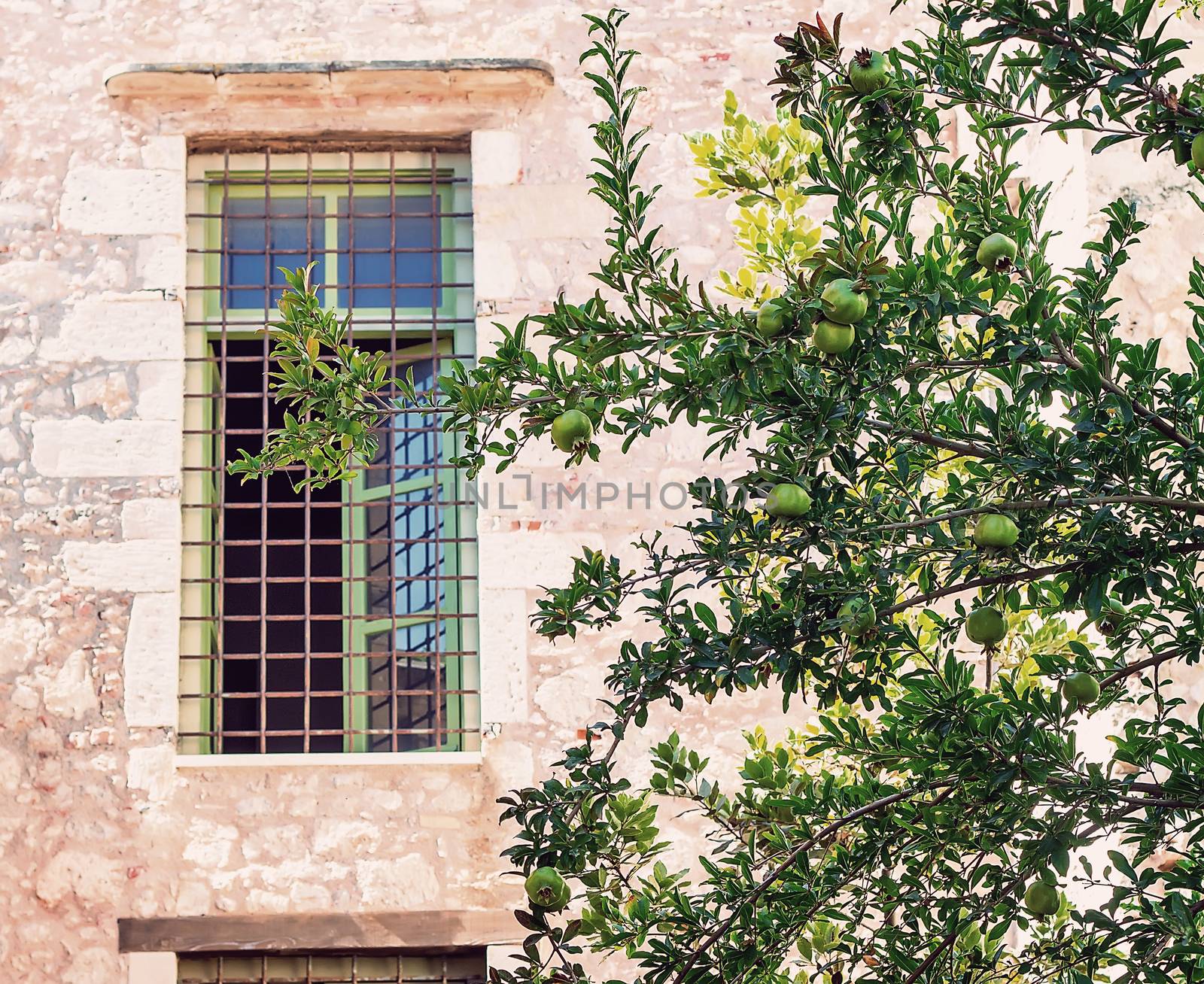 Green pomegranate tree with ripening pomegranate fruit grows in front of the window the old stone house .