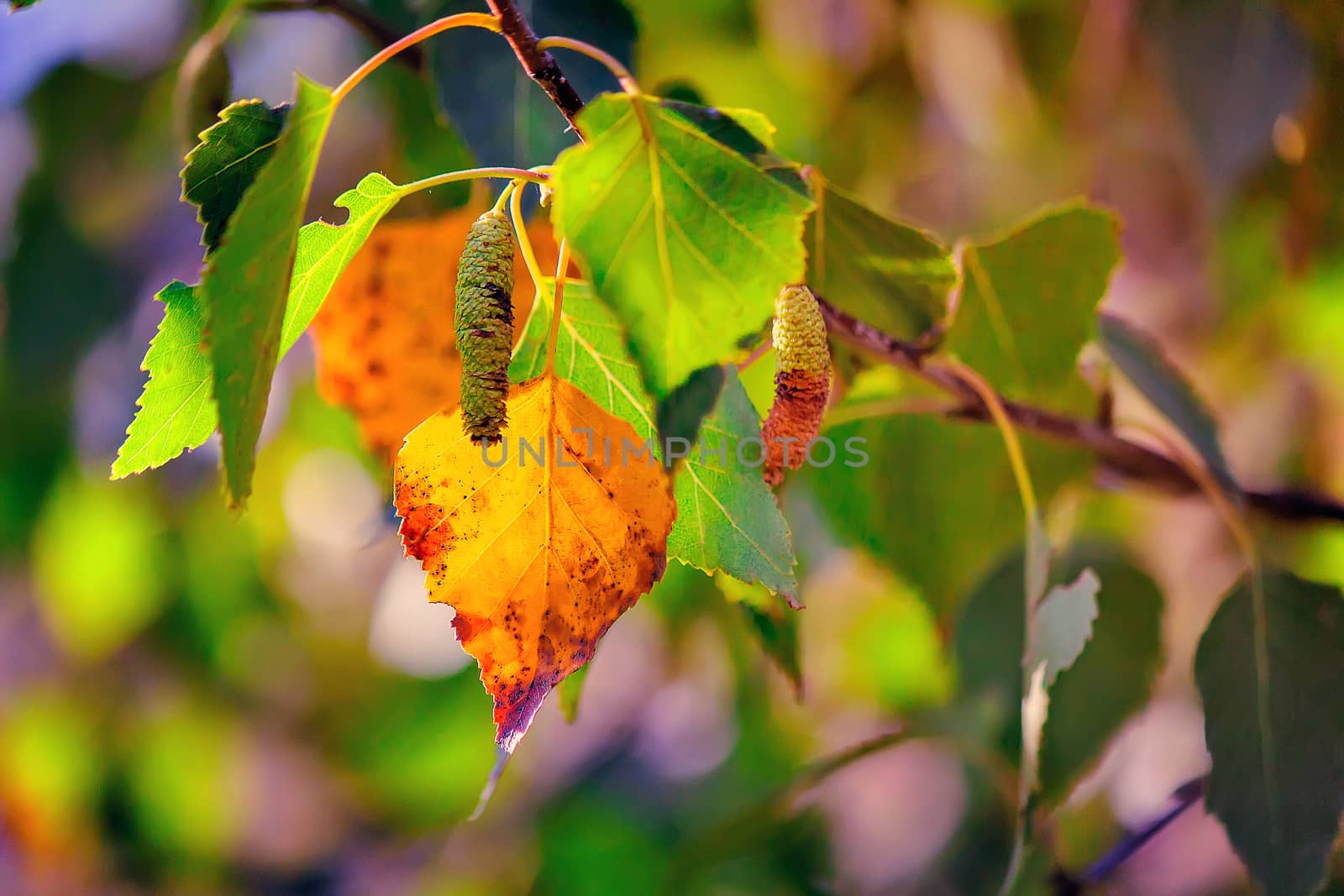 

 The first yellow leaf on the branches of birch by georgina198
