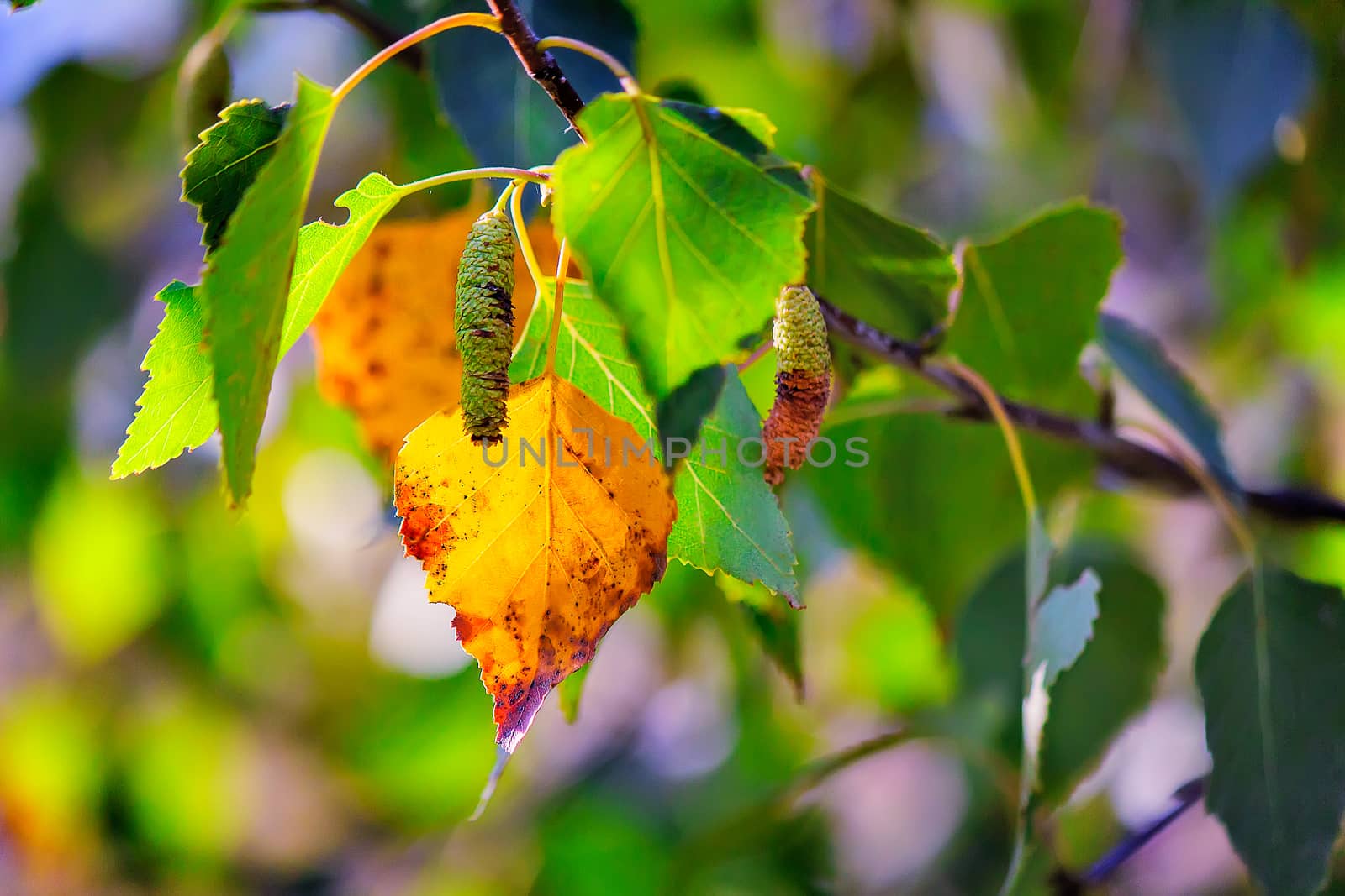 

 The first yellow leaf on the branches of birch by georgina198