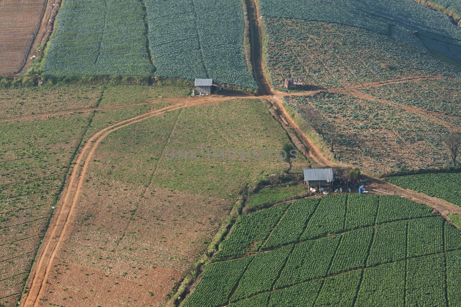 Small cottage in a middle of cabbage field