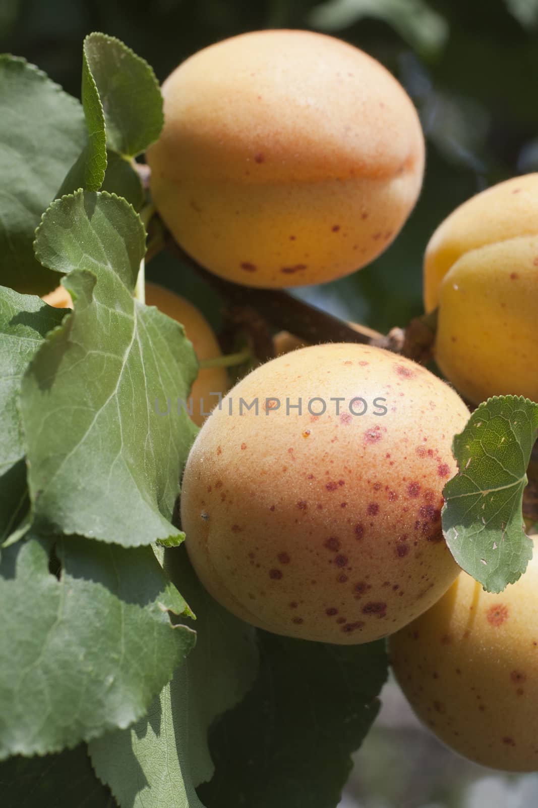 typical apricots of Ligurian riviera called valleggia, on the tree