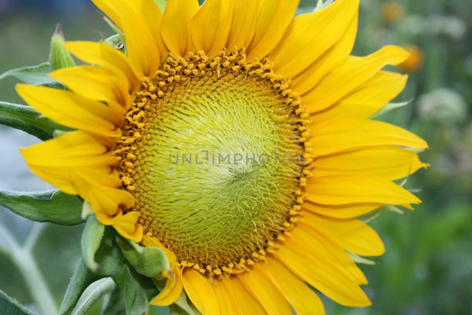 sunflower on green background in Sunny weather