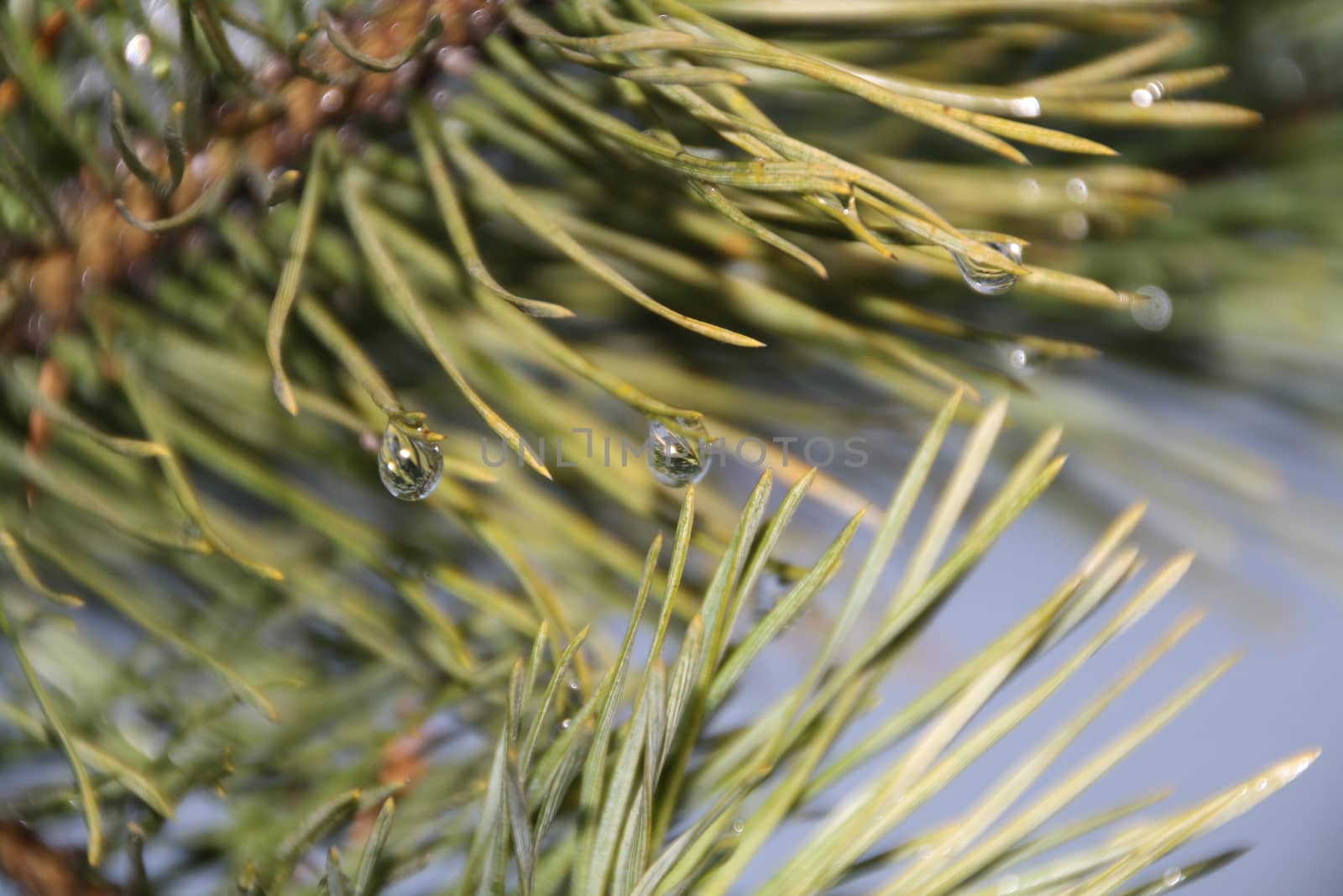 Green pine branch after rain by alexx60