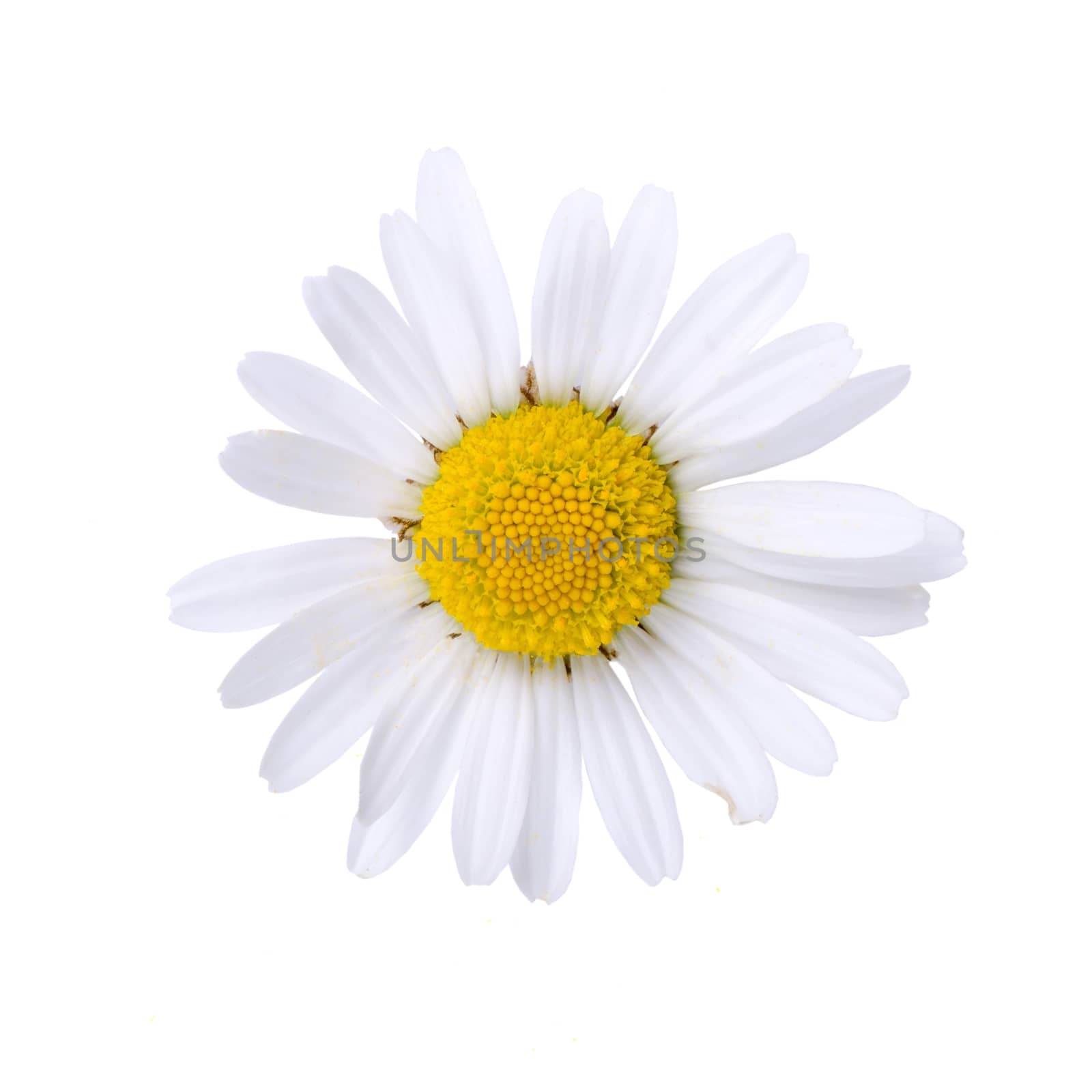 Oxeye daisy bloom isolated on white background.