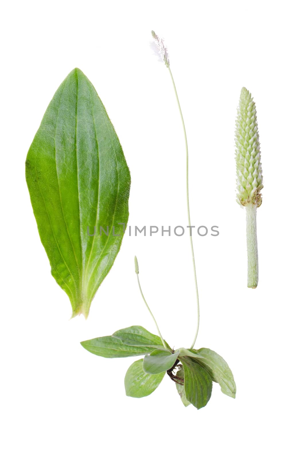 Plantago media and details of bloom na leaf isolated on white background.