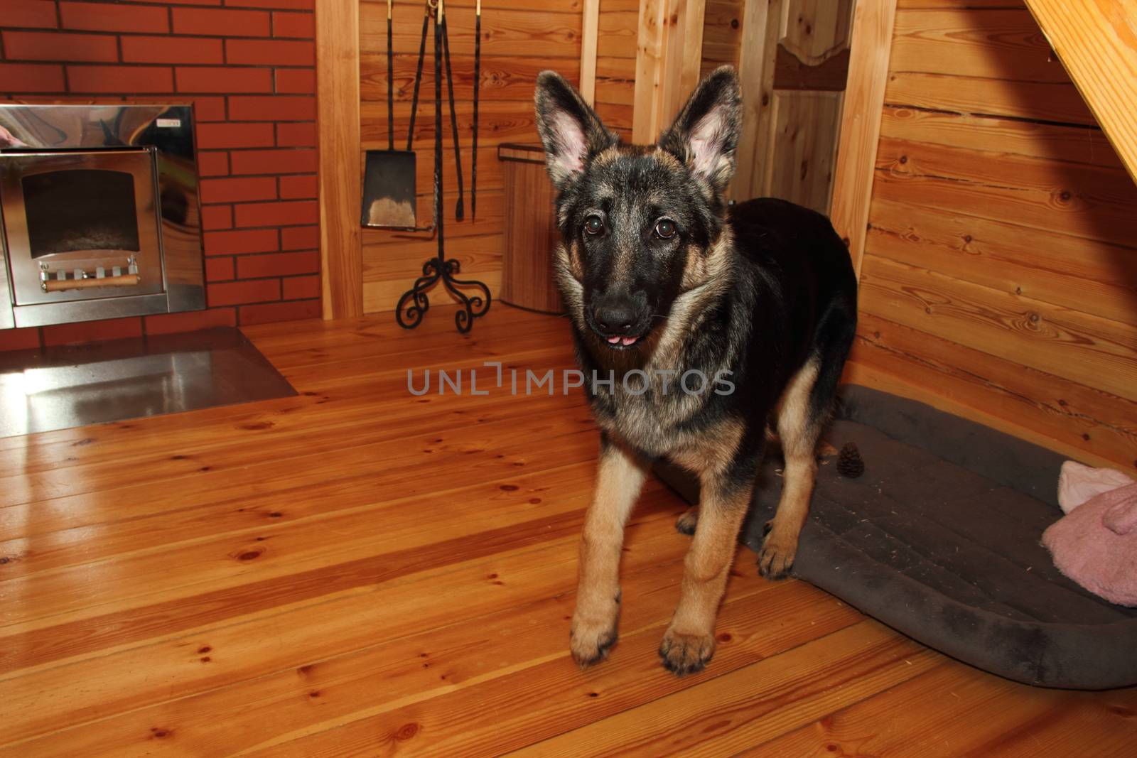 German Shepherd puppy in a wooden house with a fireplace.