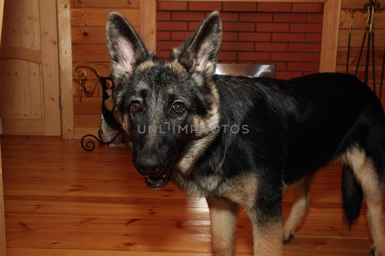 German Shepherd puppy in a wooden house with a fireplace.